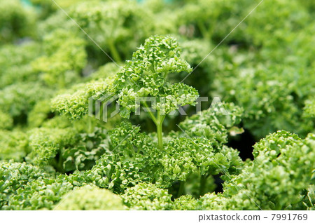 Parsley Parsley 7991769