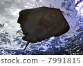 蝠ray 7991815