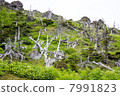Forest limit of Nikko Shirane volcano 7991823