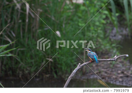Kingfisher Kingfisher 7991979