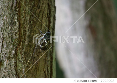 Ming-Min Semi 7992008