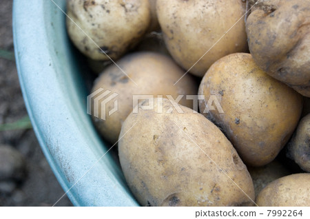 新鮮採摘的土豆 7992264