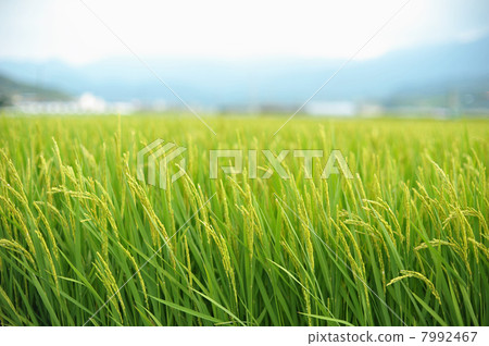 稻田 稻田 7992467