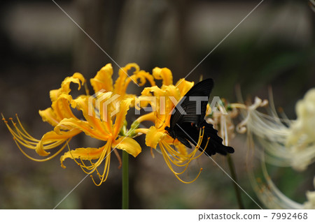 黃色色的花 7992468