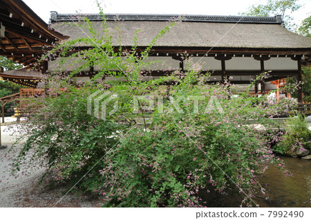 京都Kamigamo神社的H 7992490