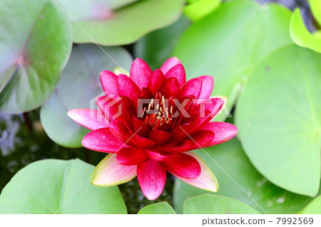 睡蓮 蓮花 花朵 7992569