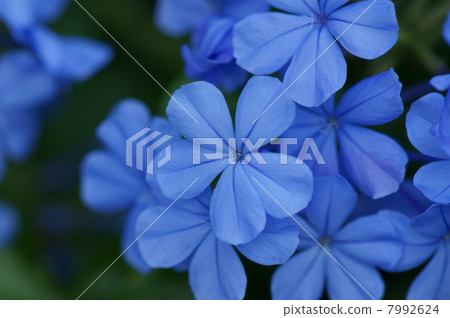 Ruri Mari Rurimatsuri It is beautiful from early summer to autumn. 7992624