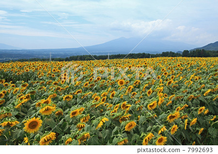 Sunflower field Sunflower field 7992693
