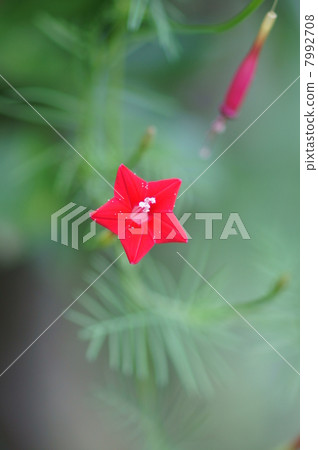 我的名字是Rika Red Grass。 7992708