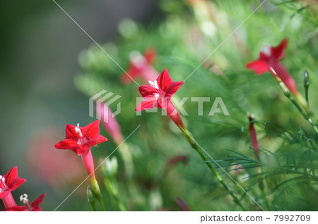 我的名字是Rika Red Grass。 我的名字是Rika Red Grass。 7992709