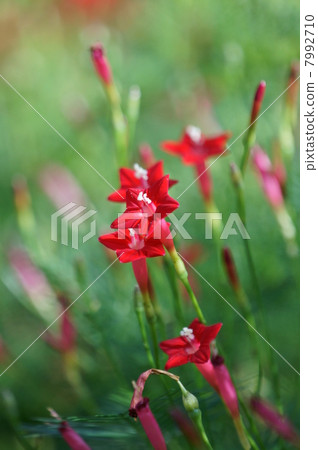 我的名字是Rika Red Grass。 7992710