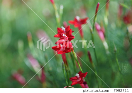 我的名字是Rika Red Grass。 7992711