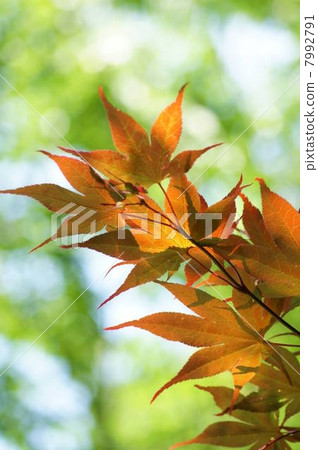 五顏六色的新鮮的綠色槭樹(紅色葉子)和種子 五顏六色的新鮮的綠色槭樹(紅色葉子)和種子 7992791