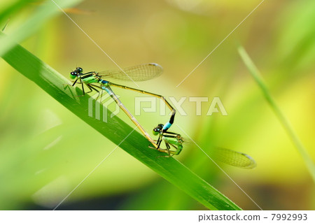 Ao montitonbo Ao montitonbo 7992993