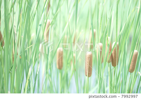 Gamanoho Gamanoho 7992997