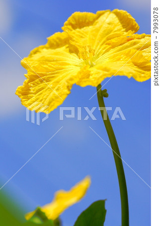 Loofah flower · Summer sky 7993078