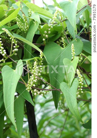 逗人喜愛的花蕾和Yamano沒有yamano的垂直位置在夏天領域 7993179