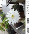 短圈 7993192