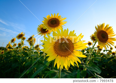 Sunflower field 2 Sunflower field 2 7993478