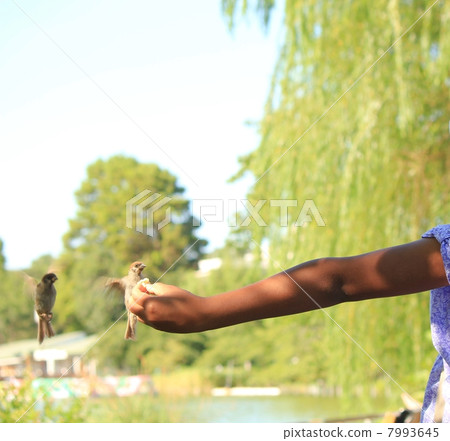 Wild bird feeding (sparrow) 7993645
