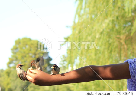 野生鳥類餵養(麻雀) 野生鳥類餵養(麻雀) 7993646