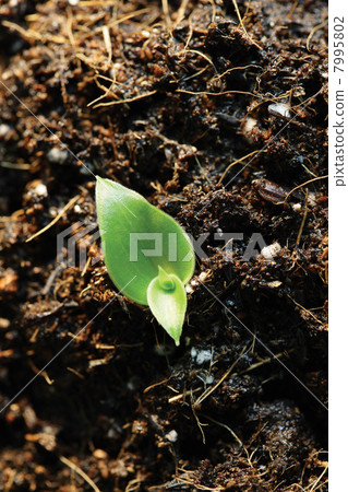 Germinating Germinating 7995802