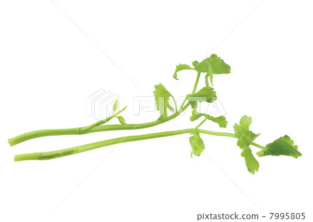 Caraway Caraway 7995805