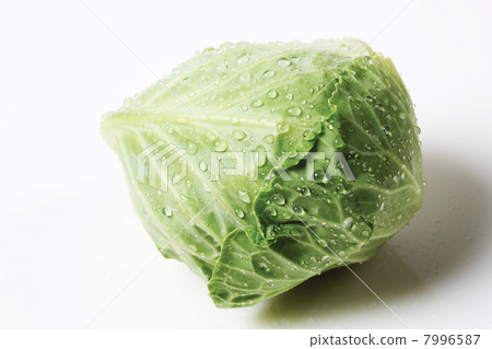 Cabbage Cabbage 7996587