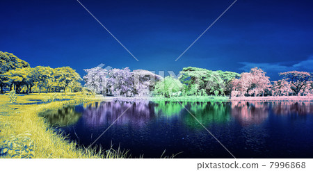 Colorful trees and lake 7996868