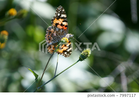 Princess Huayu stand and warrior grass Sendangsa 7997117