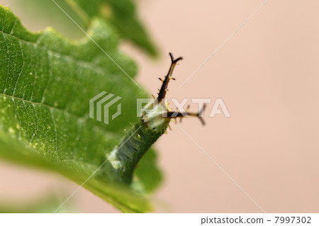 Larva of the red beetle Larva of the red beetle 7997302