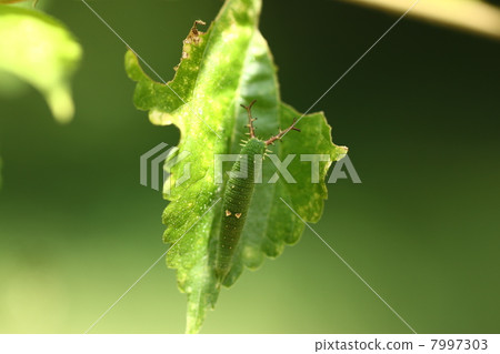 Larva of the red beetle Larva of the red beetle 7997303