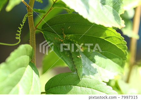 Larva of the red beetle Larva of the red beetle 7997315