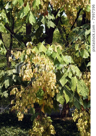 藍色水果 7997396