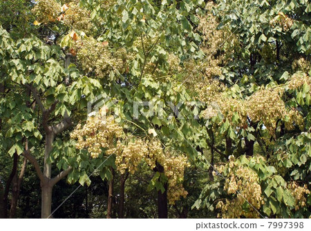 A lot of fresh fruits 7997398