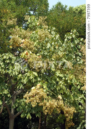 A lot of fresh fruits 7997399