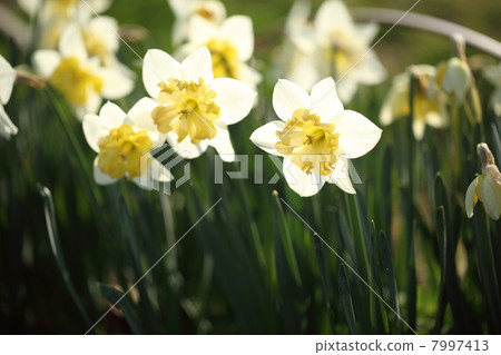 喇叭水仙 7997413