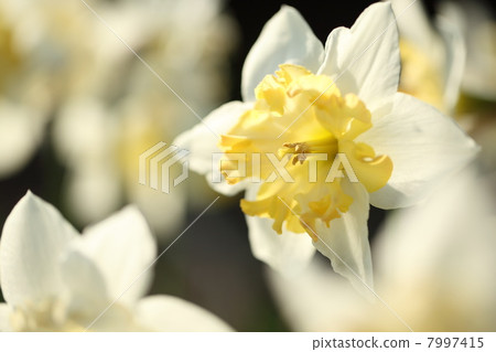 喇叭水仙 7997415