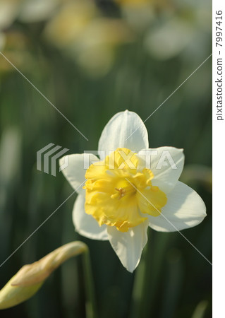 喇叭水仙 7997416
