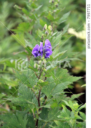 Ibuki Torikabuto 7997711