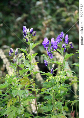 Ibuki Torikabuto 7997712