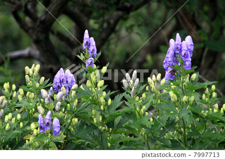 Ibuki Torikabuto 7997713