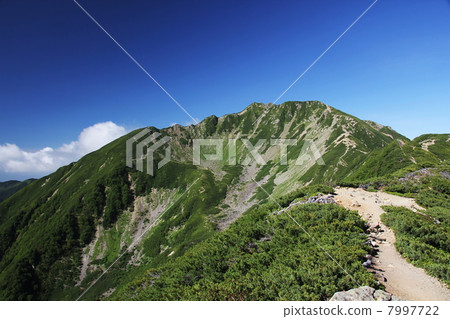 Sengogatake and curl 7997722
