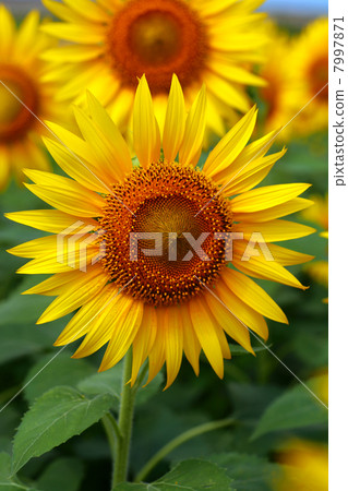 向日葵 向日葵 7997871