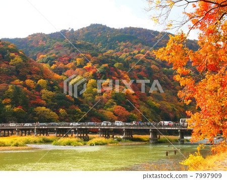 Arashiyama秋葉 7997909