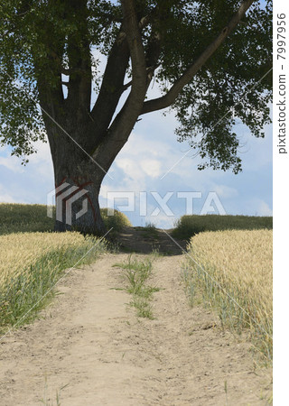 The philosophical tree of Biei Hokkaido The philosophical tree of Biei Hokkaido 7997956