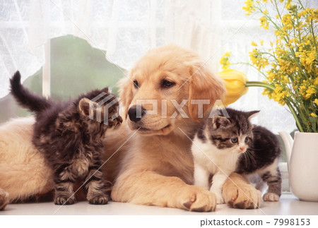 Friendly kitten and puppy 7998153