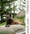 Shinlin Wolf _a 2 7998650