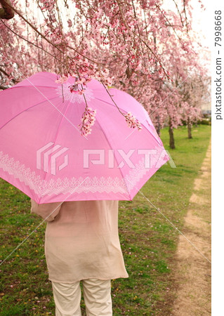 櫻花和遮陽傘 櫻花和遮陽傘 7998668
