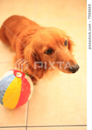 微型達克斯 7998669